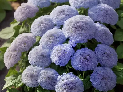 Ageratum Houstonianum ‘Blue Mink’ (Floss Flower)