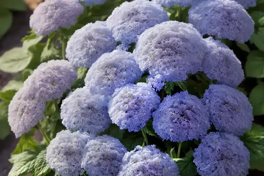 Ageratum houstonianum ‘blue mink’ (floss flower)