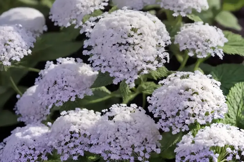 Ageratum houstonianum ‘dondo white’ (floss flower) — photo 2