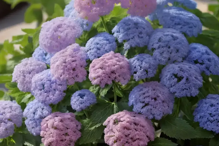 Ageratum houstonianum (floss flower) — photo 3