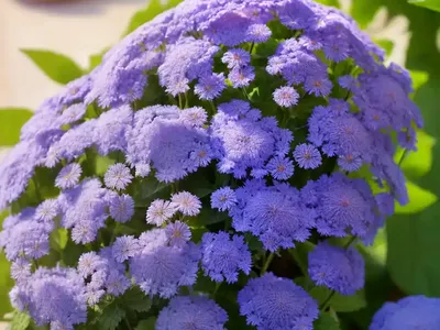 Ageratum Houstonianum (Floss Flower)