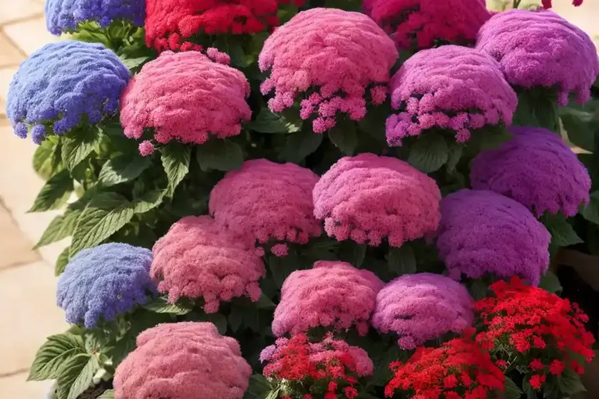 Ageratum houstonianum ‘red bouquet’ (floss flower) — photo 3
