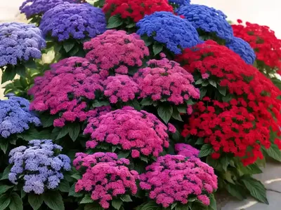 Ageratum Houstonianum ‘Red Bouquet’ (Floss Flower)