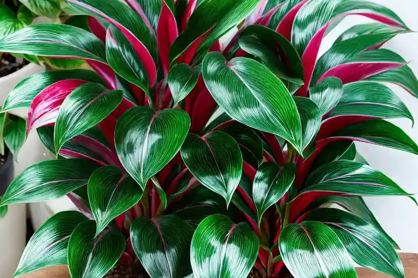 Aglaonema lady valentine (aglaonema commutatum “lady valentine”) — photo 3