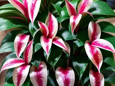 Aglaonema Lady Valentine (Aglaonema Commutatum “Lady Valentine”)