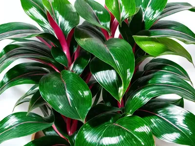 Aglaonema Maria (Aglaonema ‘maria’)