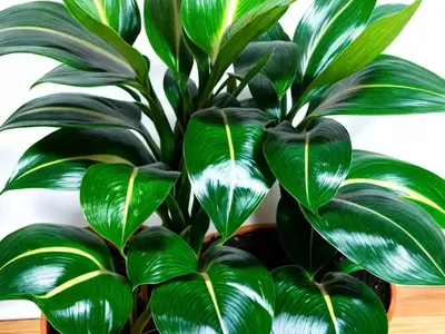 Aglaonema Modestum (Aglaonema Modestum)