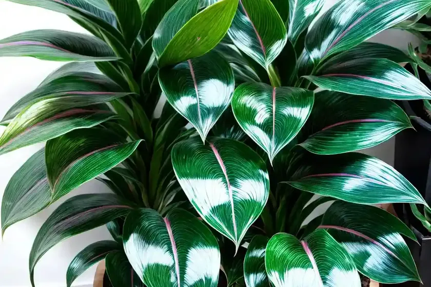Aglaonema susane (aglaonema ‘sapphire suzanne’) — photo 2