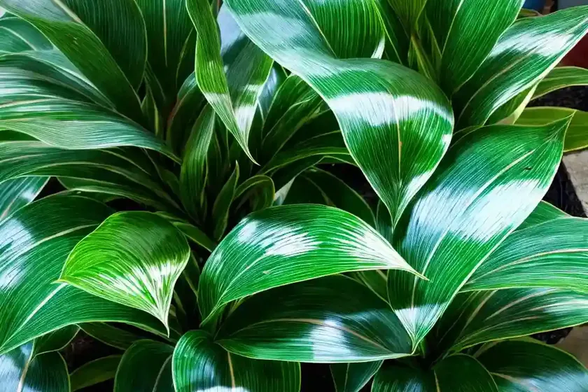 Aglaonema susane (aglaonema ‘sapphire suzanne’) — photo 3