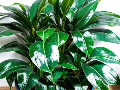 Aglaonema Susane (Aglaonema ‘sapphire Suzanne’)
