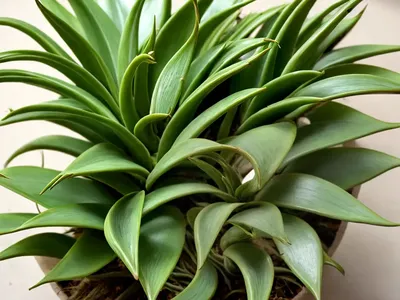 Air Plant (Bryophyllum Pinnatum)