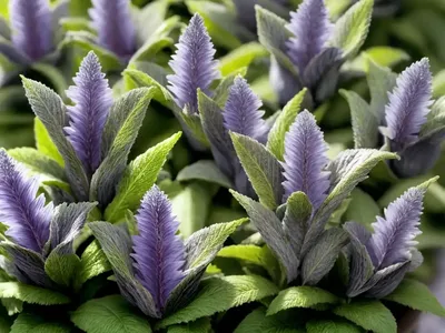 Ajuga Feathered Friends� ‘Fancy Finch’ (Carpet Bugle)