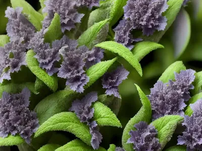 Ajuga Feathered Friends� ‘Parrot Paradise’ (Carpet Bugle)