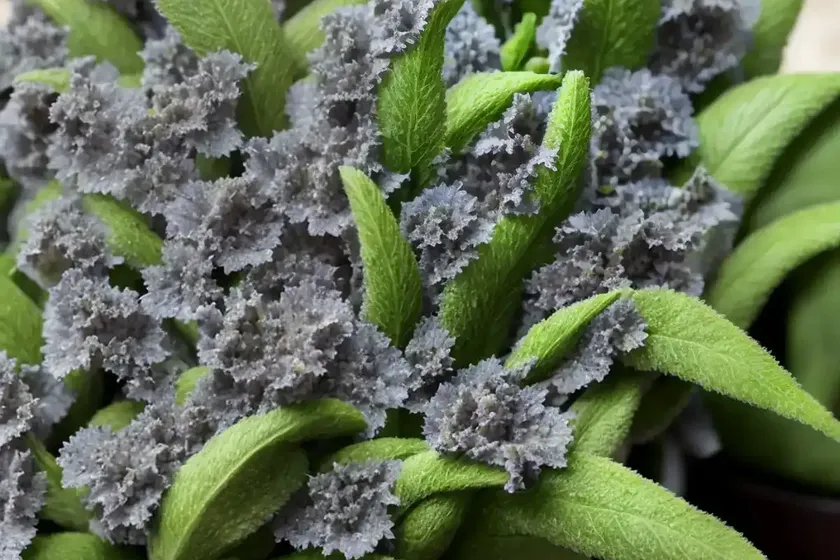 Ajuga feathered friends� ‘petite parakeet’ (carpet bugle) — photo 3