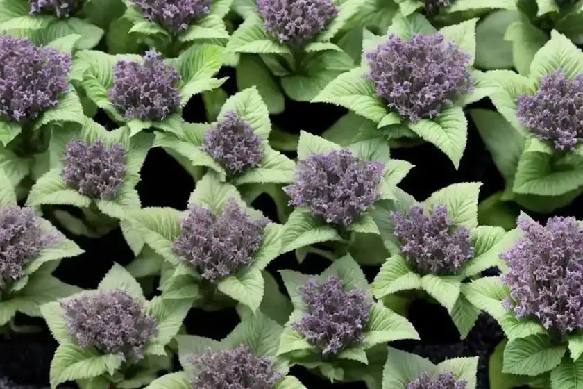 Ajuga reptans ‘black scallop’ (carpet bugle) — photo 2