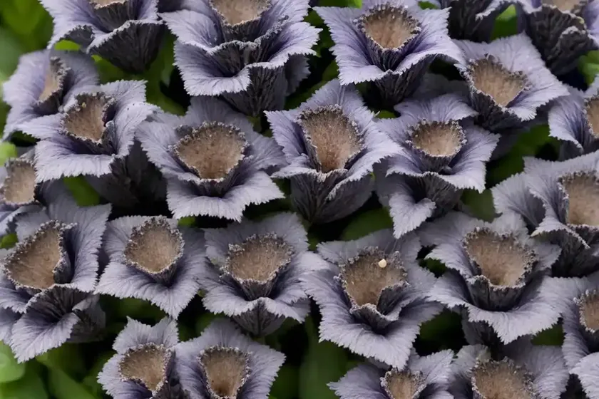 Ajuga reptans ‘black scallop’ (carpet bugle) — photo 3