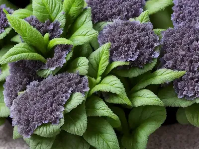 Ajuga Reptans ‘Black Scallop’ (Carpet Bugle)
