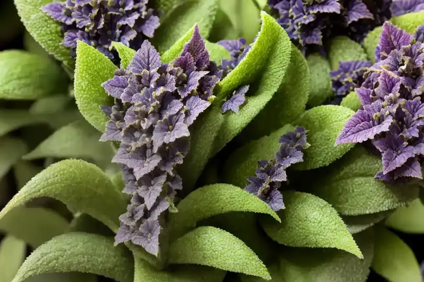 Ajuga reptans ‘bronze beauty’ (carpet bugle) — photo 2