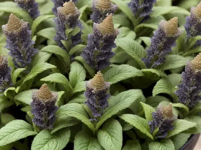 Ajuga Reptans ‘Bronze Beauty’ (Carpet Bugle)