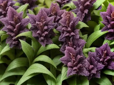 Ajuga Reptans ‘Burgundy Glow’ (Carpet Bugle)