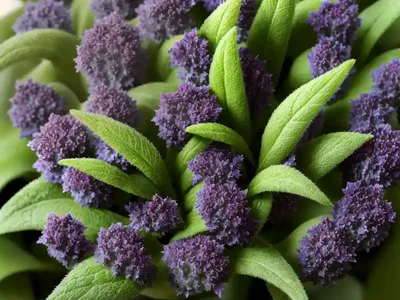 Ajuga Reptans ‘Catlin’s Giant’ (Carpet Bugle)