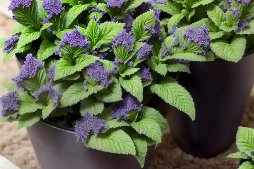 Ajuga reptans ‘chocolate chip’ (carpet bugle) — photo 3
