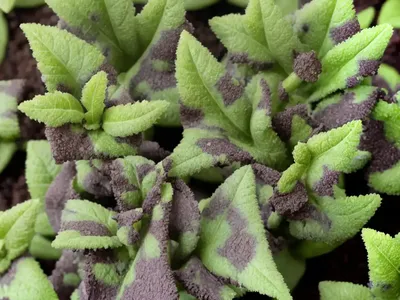 Ajuga Reptans ‘Chocolate Chip’ (Carpet Bugle)
