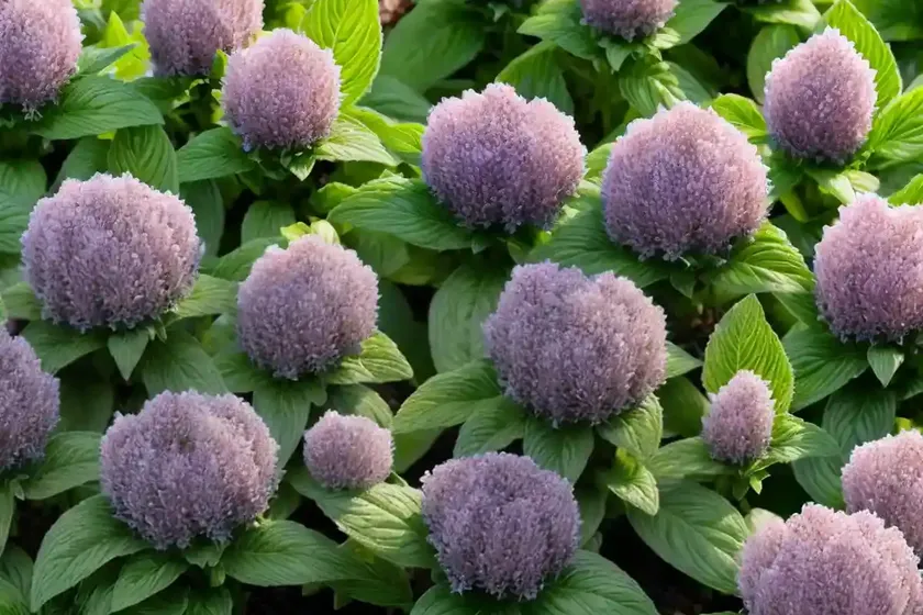 Ajuga tenorei princess nadia (bugle) — photo 2