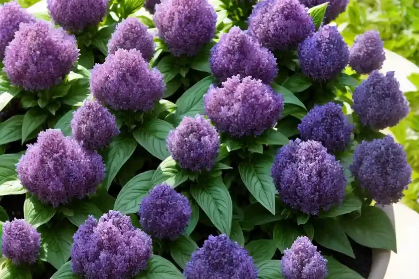 Ajuga tenorei princess nadia (bugle) — photo 3