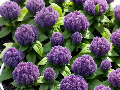 Ajuga Tenorei Princess Nadia (Bugle)