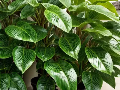 Alabama Croton (Croton Alabamensis)