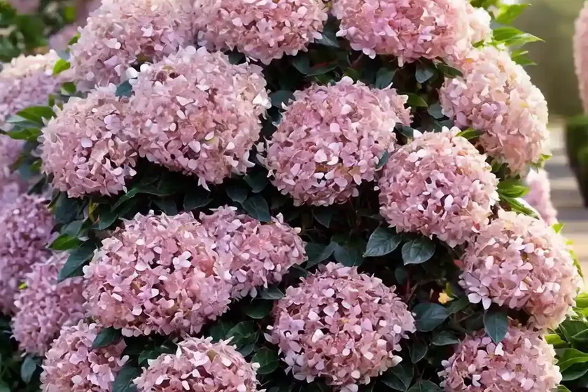 Albelia radiance (abelia x grandiflora ‘radiance’) — photo 3