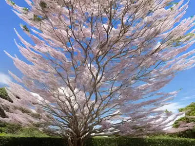 Albizia Julibrissin (Silk Tree)
