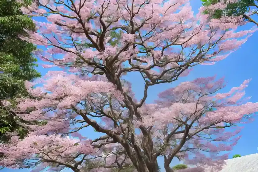 Albizia saman (rain tree) — photo 2