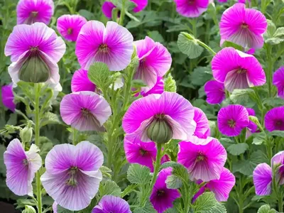 Alcea Rosea ‘Blacknight’ (Hollyhock)