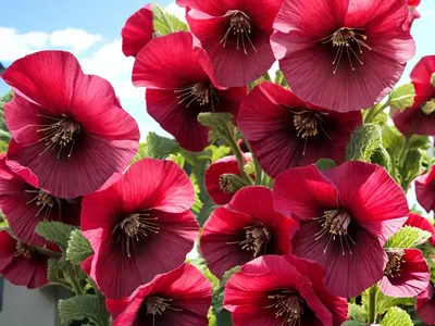 Alcea Rosea ‘Chater’s Double Maroon’ (Hollyhock)