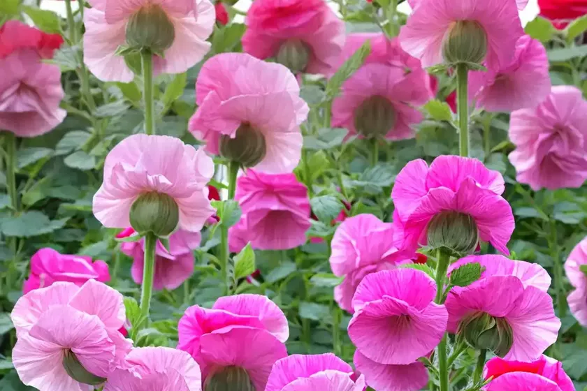 Alcea rosea ‘chater’s double rose’ (hollyhock) — photo 2