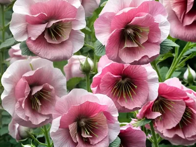 Alcea Rosea ‘Chater’s Double Rose’ (Hollyhock)