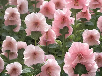 Alcea Rosea ‘Chater’s Double Salmon Pink’ (Hollyhock)