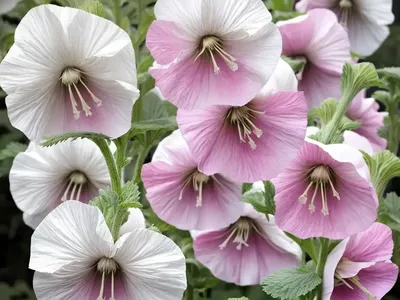 Alcea Rosea ‘Chater’s Double White’ (Hollyhock)
