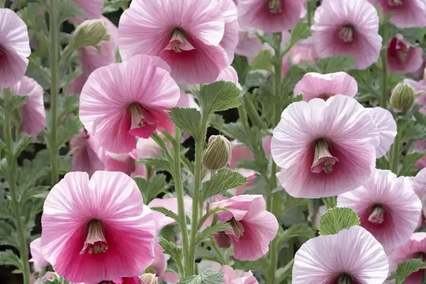 Alcea rosea ‘halo blush’ (hollyhock) — photo 2