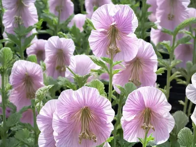 Alcea Rosea ‘Nigra’ (Hollyhock)