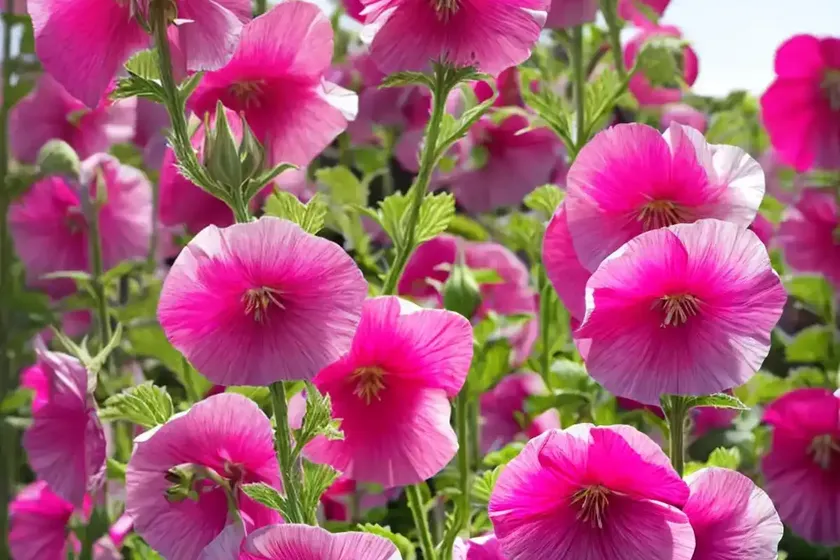 Alcea rosea ‘radiant rose’ (hollyhock) — photo 3