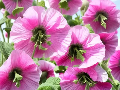 Alcea Rosea ‘Spring Celebrities Pink’ (Hollyhock)