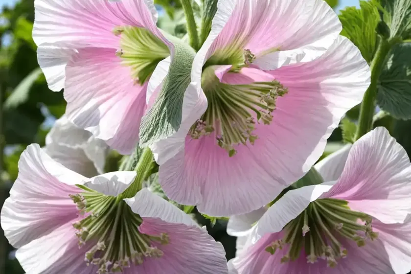 Alcea rosea ‘spring celebrities white’ (hollyhock) — photo 2