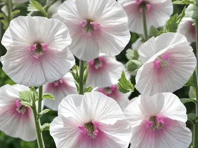 Alcea Rosea ‘Spring Celebrities White’ (Hollyhock)