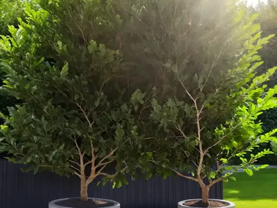 Alder (Alnus X Mayrii)