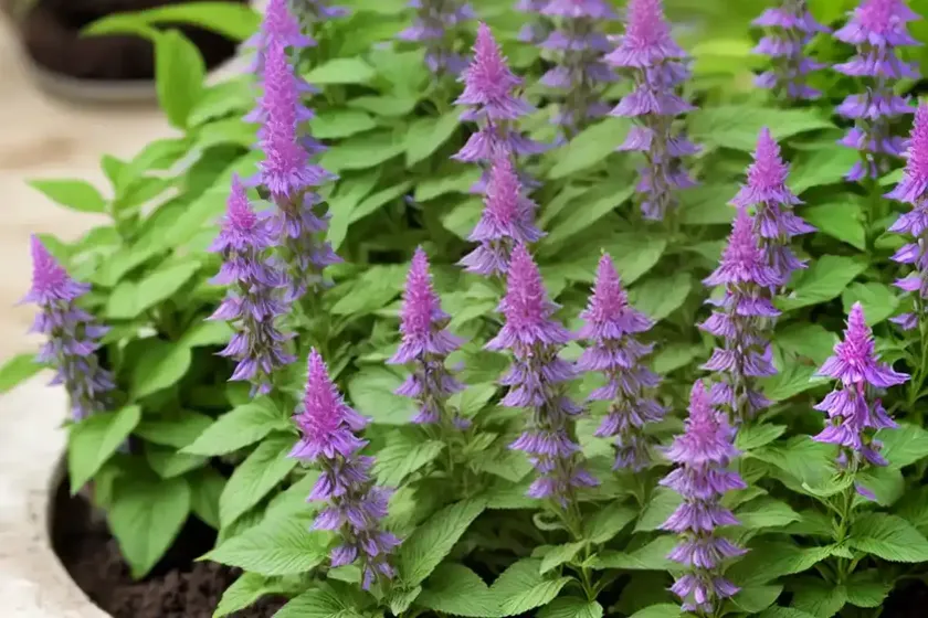 Alecrim (salvia rosmarinus) — photo 3