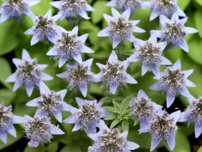 Alecrim (Salvia Rosmarinus)