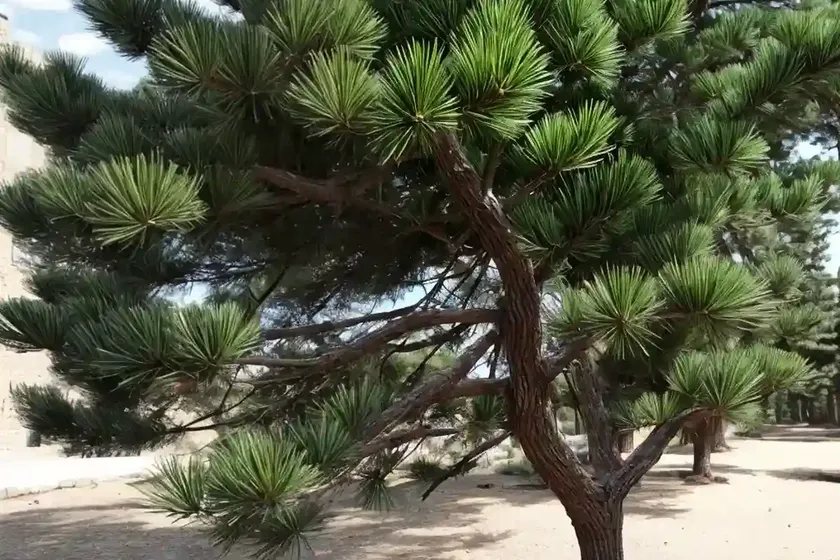 Aleppo pine (pinus halepensis) — photo 2